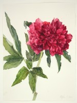 Pfingstrose (Paeonia officinalis), 2020, Aquarell und Grafit auf Hadernbtten