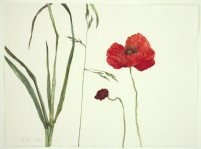 Mohn und Grser, 2020, Aquarell und Grafit auf Hadernbtten