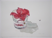 Amaryllisblte, 2008, Aquarell und Graphit auf Hadern