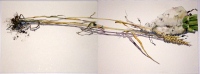 Zuckerrübe mit Weizen (zweiteilig), 2011, Aquarell und Graphit auf Hadern