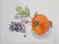 Holunder und Kürbis mit Ebereschen, 2013, Aquarell und Graphit auf Hadern