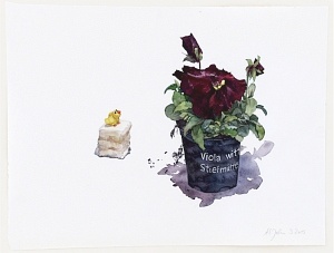 Saisonware (Viola wittrockiana), 2015, Aquarell und Graphit auf Hadern